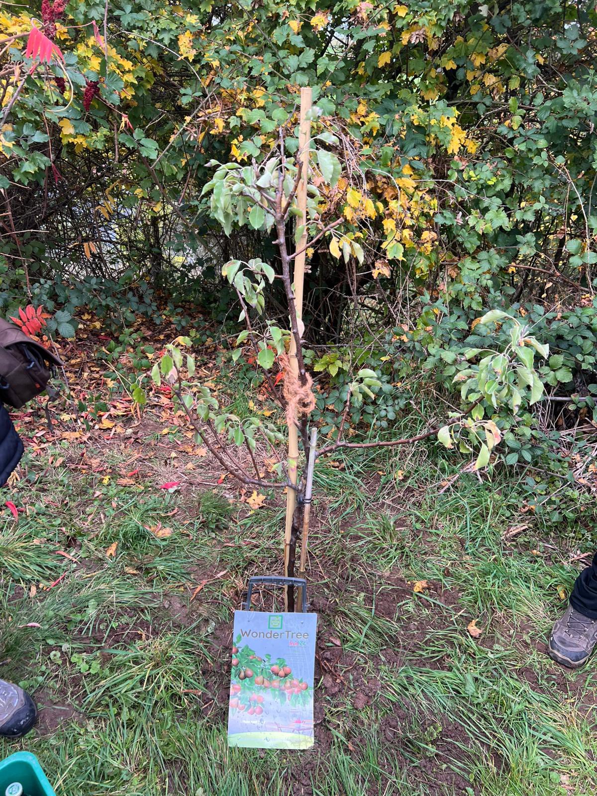 Beschreibung des Bildes