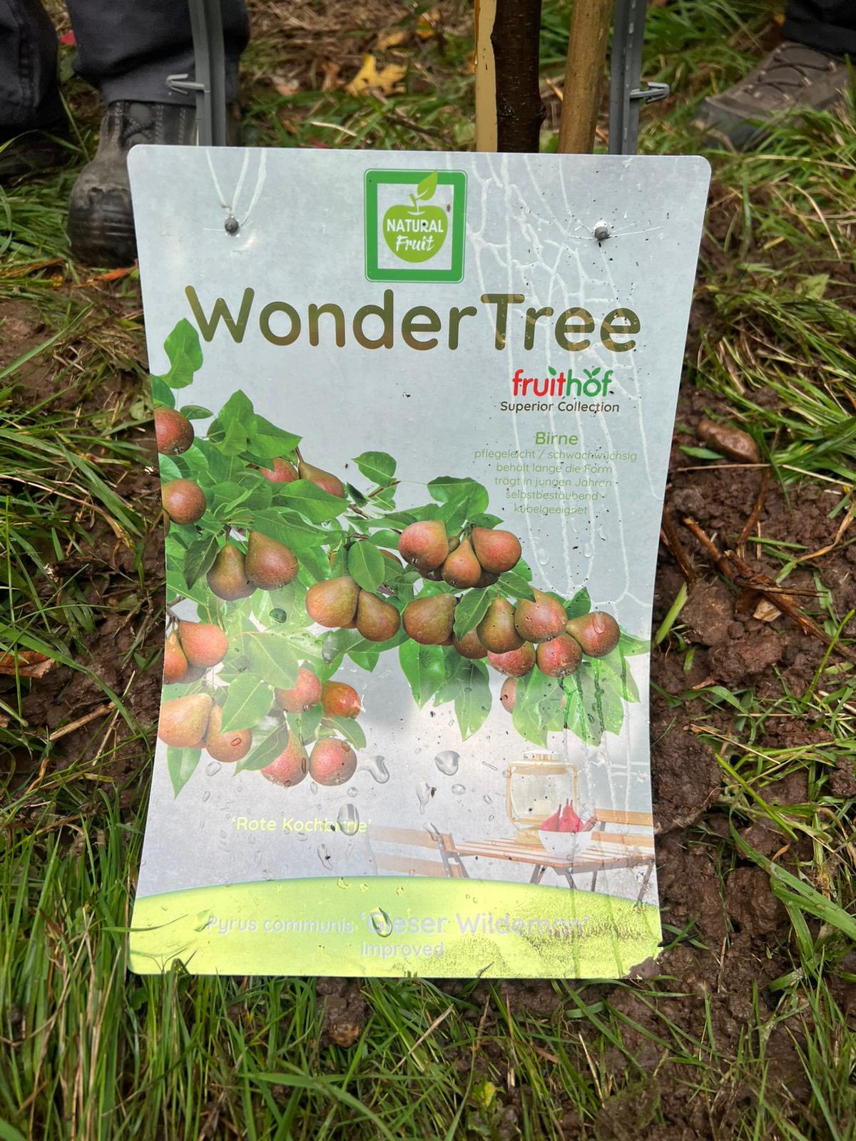 Beschreibung des Bildes