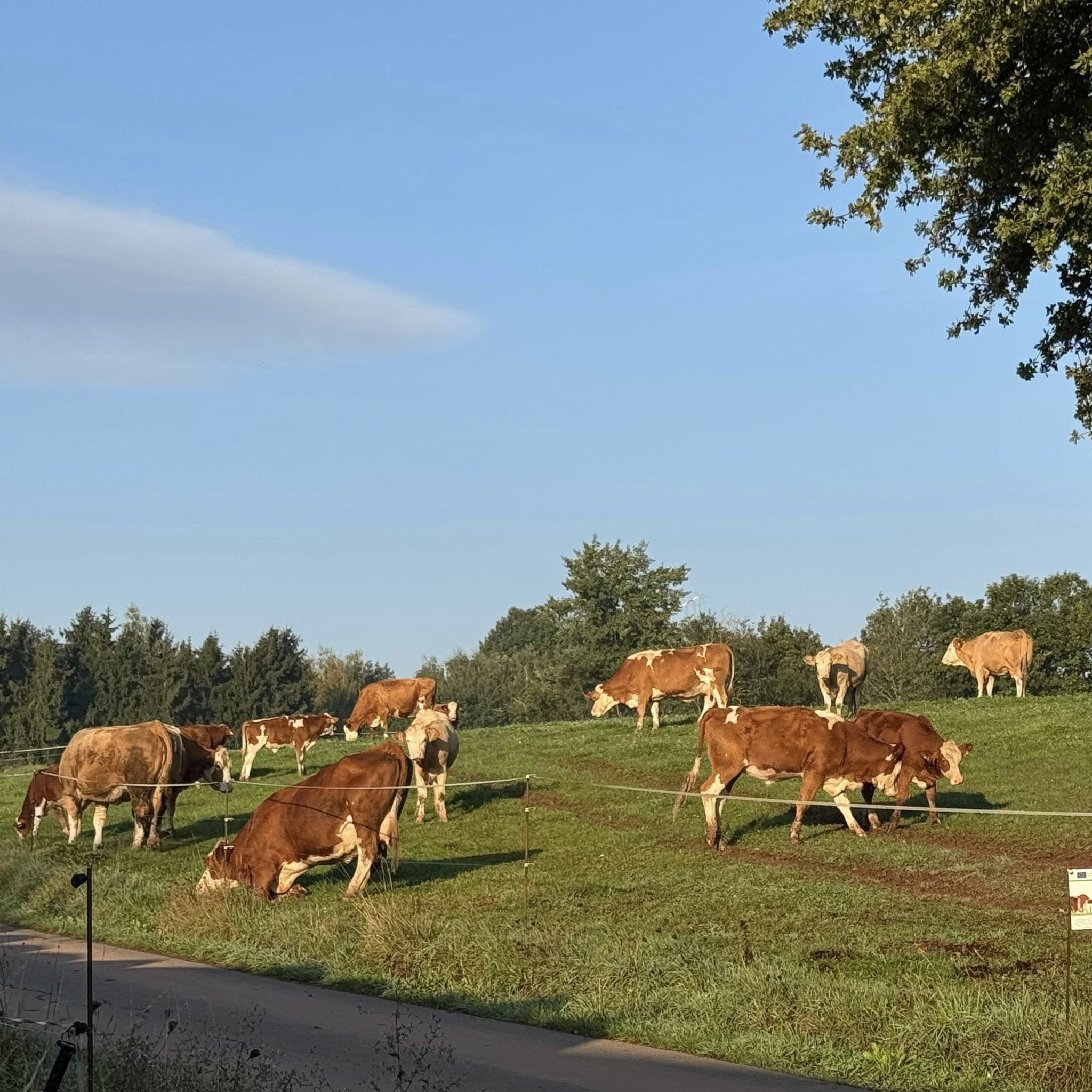 Beschreibung des Bildes