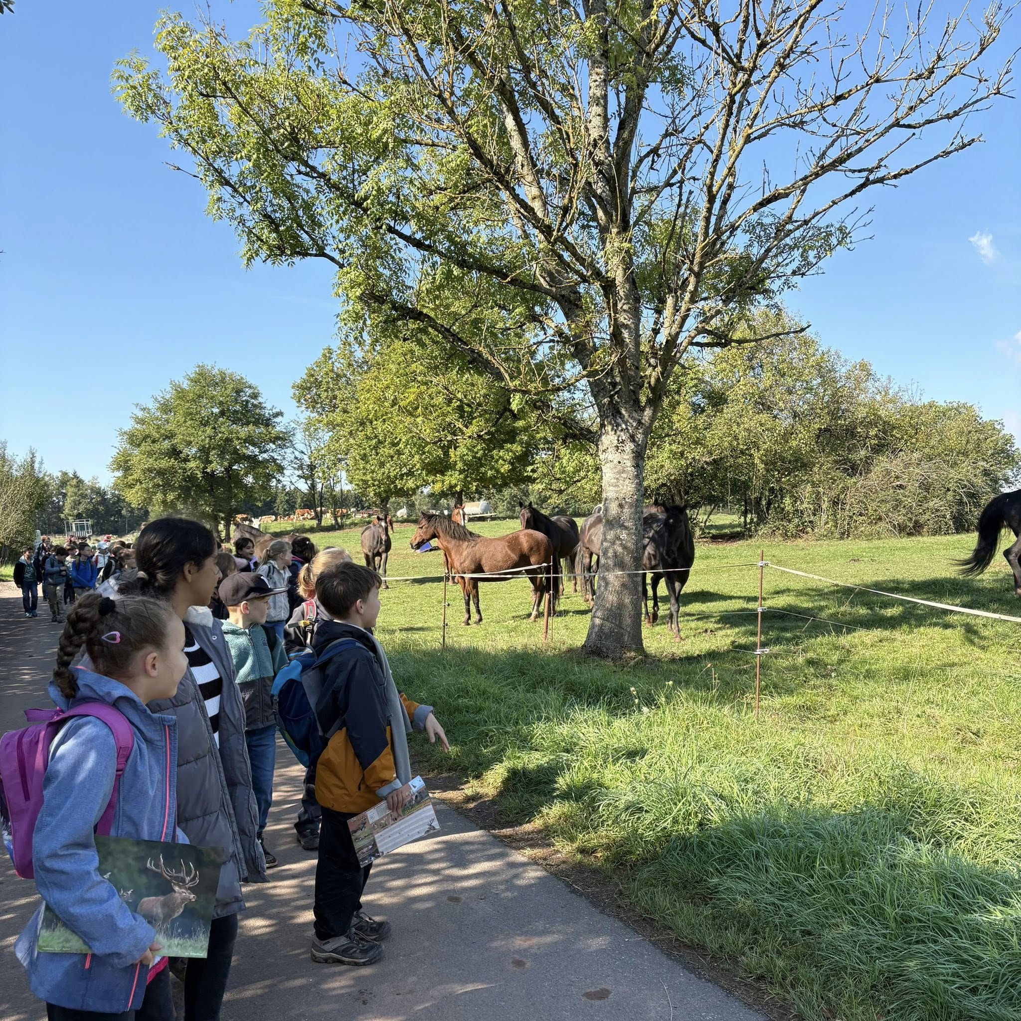 Beschreibung des Bildes
