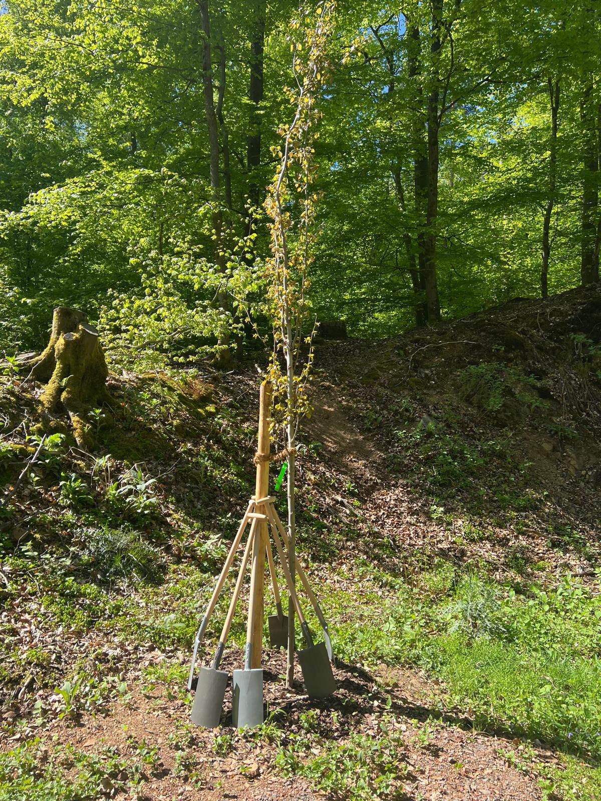 Beschreibung des Bildes